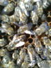 Regina inconjurata de albine