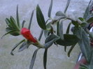Picture 007