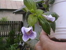 Picture 010