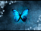 papallona-blava1[1]