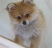 pomeranian puppy