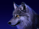 Wolf_moonshine_eyes