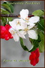 flori-rosii-de-cires