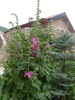 SL374333