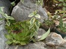SL374407