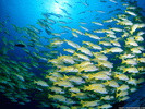 blue-banded-sea-perch-fish-wallpapers-1600x1200