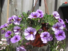 Calibrachoa mov 30 iun 2010