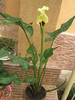 4 iulie 027