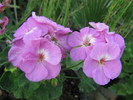 Violet Wonder - Sieberz