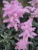 Astilbe roz 1 iul 2010