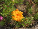 Portulaca 7 aug 2009 (2)