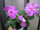 Impatiens 3 iul 2010 (5)