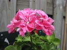 Muscata Pink Carnation 3 iul 2010 (2)