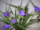 Tradescantia Virginiana