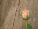 DSC05514
