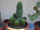 trichocereus