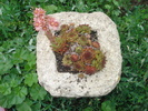 DSC05521