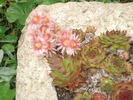DSC05523