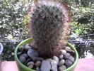 mammillaria 5.07.10