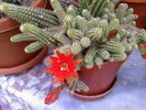 Fotografii-0030