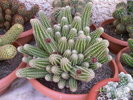 Fotografii-0032