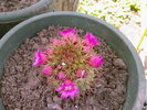 Fotografii-0034