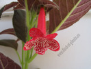 Kohleria Blizzard's Prickle puss  1