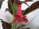 Kohleria Blizzard's Prickle puss  2