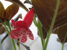 Kohleria Blizzard's Prickle puss  3
