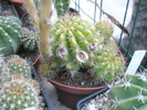 Echinopsis calochlora - 04.07