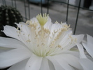 Echinopsis calochlorum - stamine