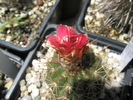 Notocactus venclusianus - se chinuie sa infloreasca