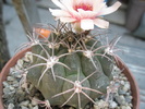 Gymnocalycium marquezii - 04.07