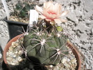 Gymnocalycium marquezii