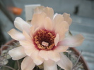 Gymnocalycium marquezii - floare
