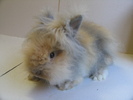 Angora