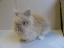 Angora