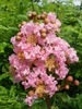 Crape Myrtle