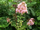 Crape Myrtle la un an