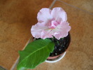 pink soufle