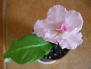 DSCF7696