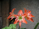 Hippeastrum Striatum specie