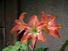 Hippeastrum Striatum specie