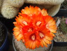 DSCF3987