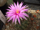 DSCF3977
