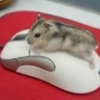 avatare_animale_mici_magice_tari_animate_627