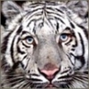 avatare_animale_salbatice_magice_super_happy_941