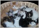 pisici_pisica_mama_si_puii_sai_65