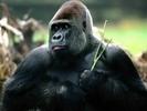 Poze Animale Gorile 2