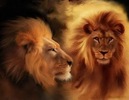 lions_art_by_stephan8